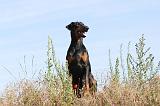 DOBERMANN 625